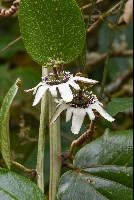 Passiflora cf. pittieri