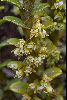 <em>Fernandezia cristallina</em>