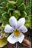 <em>Viola bangii</em>