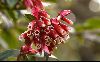 <em>Cavendishia bracteata</em>