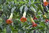 <em>Brugmansia sanguinea</em>