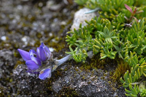Lupinus microphyllus