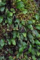 Elaphoglossum piloselloides