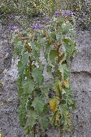Solanum crinitipes