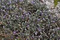 Astragalus geminiflorus