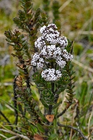 Valeriana alypifolia