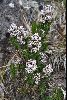 <em>Valeriana alypifolia</em>