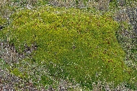 Azorella pedunculata