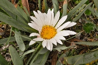 Werneria nubigena