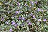 <em>Astragalus geminiflorus</em>