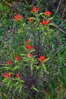 Castilleja fissifolia