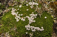 Xenophyllum humile