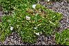 <em>Geranium maniculatum</em>