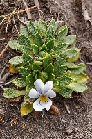 Viola bangii