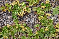 Lachemella orbiculata
