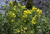 Calceolaria cf. auriculata