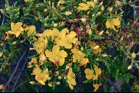 Hypericum laricifolium