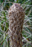Puya clava-herculis