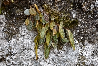 Elaphoglossum piloselloides