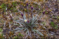 Oritrophium peruvianum