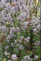 Valeriana microphylla