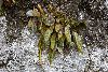 <em>Elaphoglossum piloselloides</em>