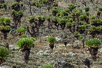 Dendrosenecio keniodendron