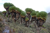 Dendrosenecio keniodendron