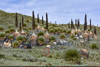 Puya raimondii at 'Carretera Pastoruri'