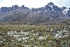 <em>Habitat</em> 'Austrocylindropuntia floccosa'
