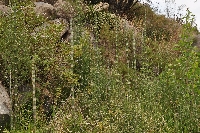 Equisetum giganteum