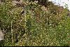 <em>Equisetum giganteum</em>