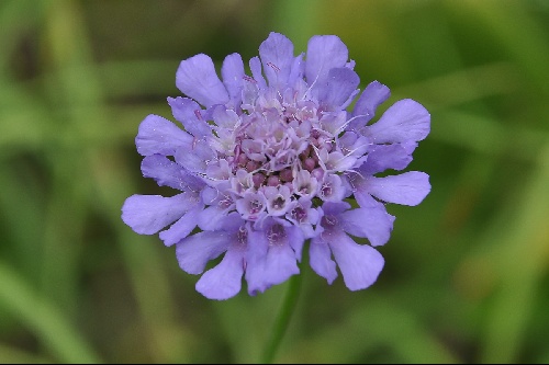Scabiosa graminifolia