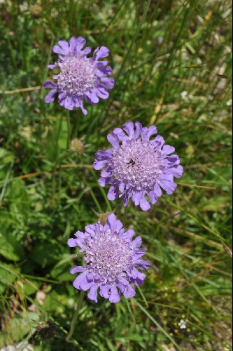 Scabiosa graminifolia