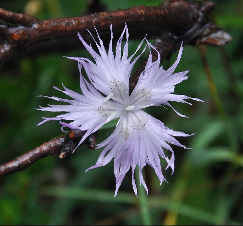 Dianthus monspessulanus