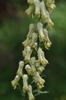 Aconitum lycoctonum subsp. neapolitanum