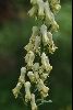 <em>Aconitum lycoctonum subsp. neapolitanum</em>