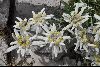 <em>Leontopodium alpinum</em>