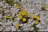 <em>Papaver alpinum subsp. rhaeticum</em>