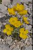 <em>Papaver alpinum subsp. rhaeticum</em>