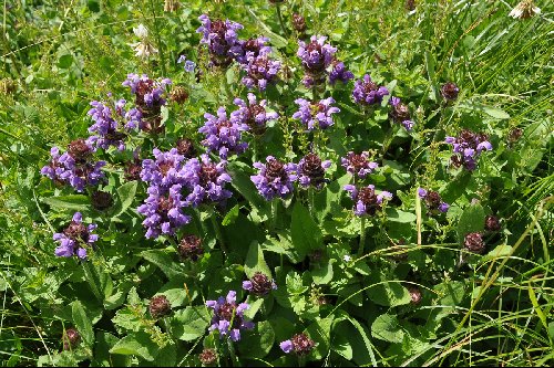 Prunella vulgaris