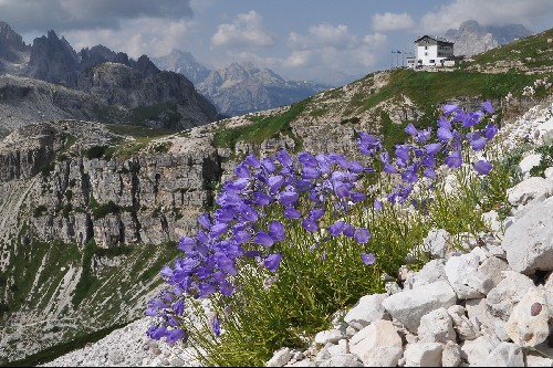 Campanula rotundifolia
