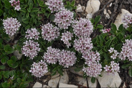 Valeriana supina Alpine Garden Society