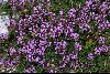 <em>Thymus praecox subsp. polytrichus</em>