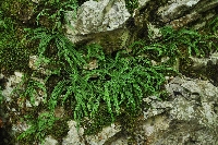 Asplenium trichomanes subsp. hastatum