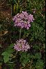 <em>Orlaya grandiflora</em>