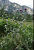 <em>Cirsium eriophorum subsp. eriophorum</em>