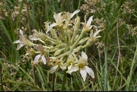 Pelargonium cf. luridum