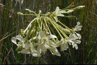 Pelargonium cf. luridum