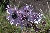 <em>Berkheya purpurea</em>